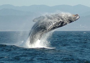 HumpBack Whale