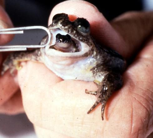 gastric brooding toad