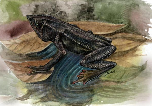 mesopatamia beaked toad