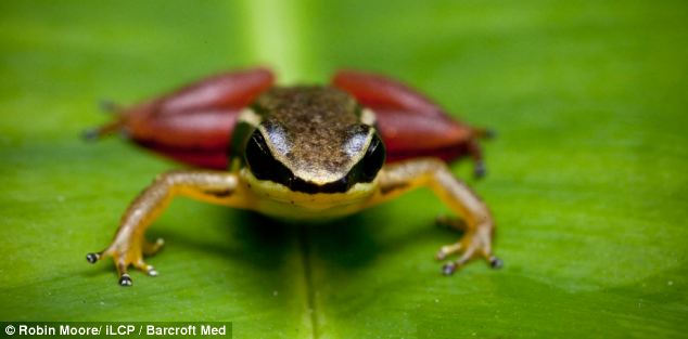 rocket frog