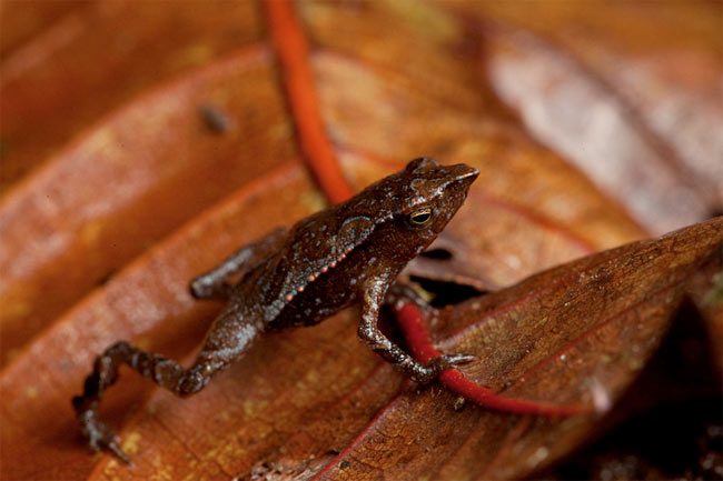beaked toad