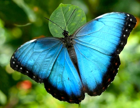 Blue Morpho Butterfly