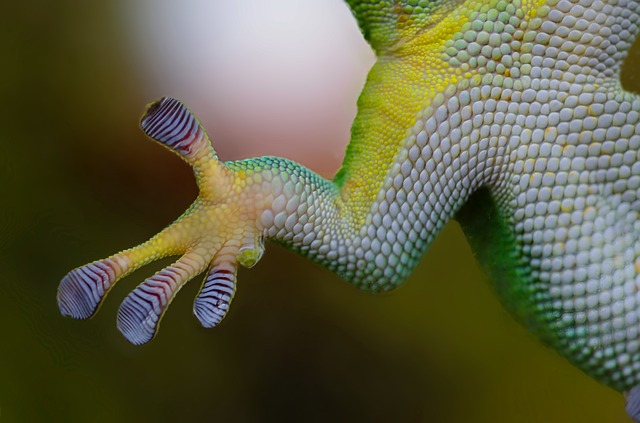 gecko