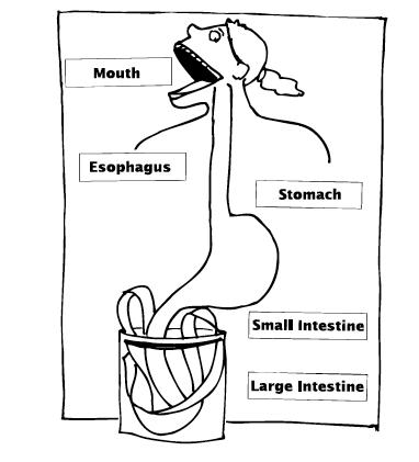 stomach drawing