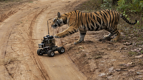 tiger and cam