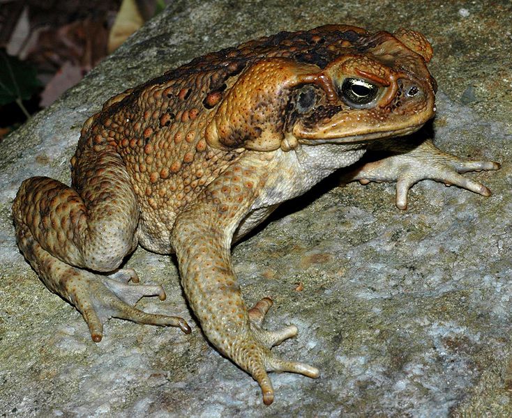 Cane Toad