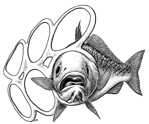 fish in six-pack ring