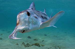 ghost shark