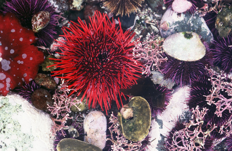 tide pool