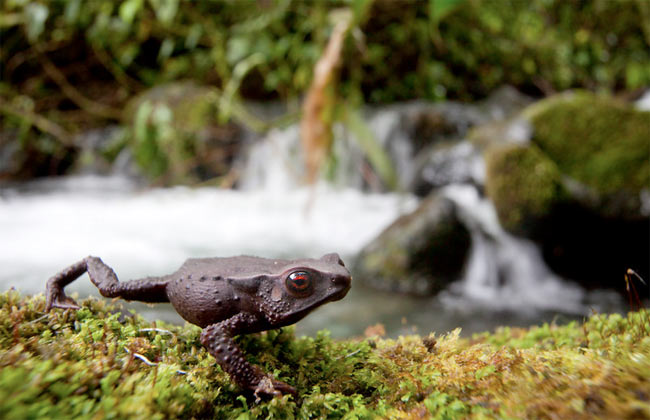 ruby eyed toad