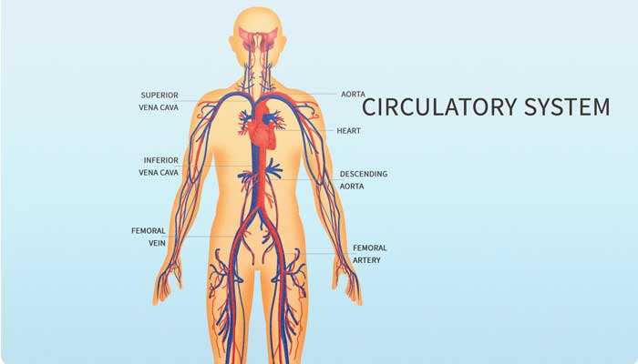 Health and the Human Body