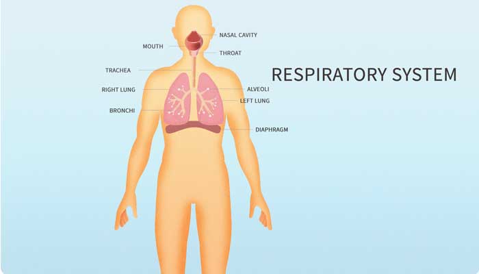 Health and the Human Body