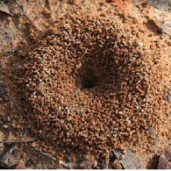 Make Your Own Ant Farm Howtosmile Make Your Own Ant Farm Howtosmile